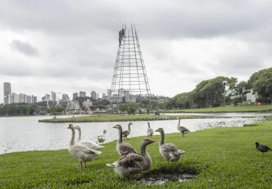 Contagem regressiva para o Natal: árvore gigante começa a ser montada em Curitiba